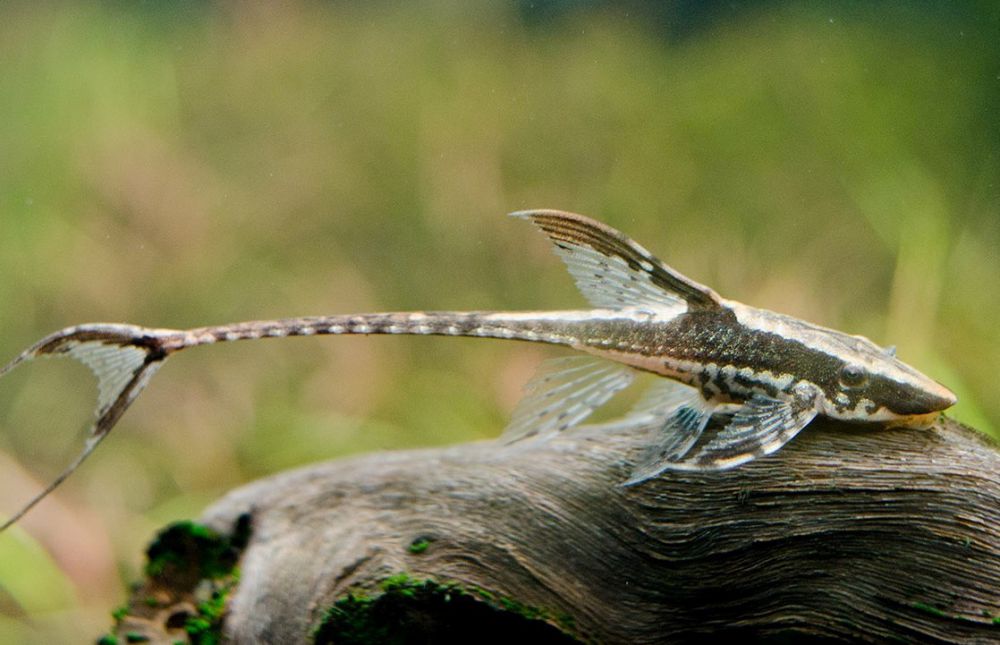 Стурисома Панамская - Sturisoma panamense