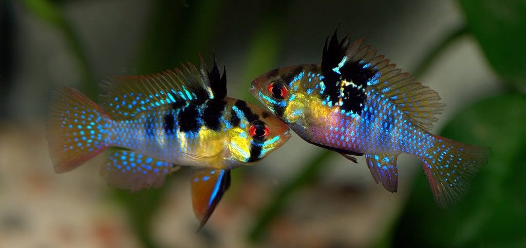 Апистограмма Рамирези (Microgeophagus Ramirezi)