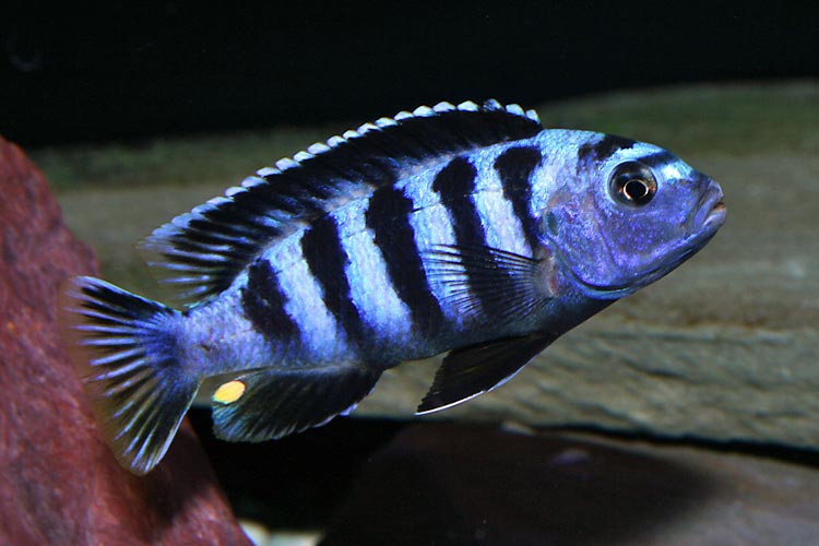 Цихлида зебра Pseudotropheus